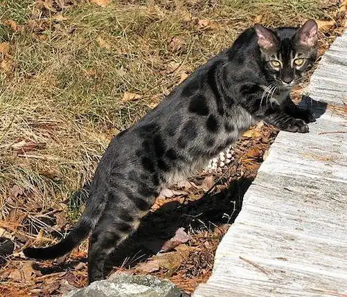 Gato Bengali Charcoal