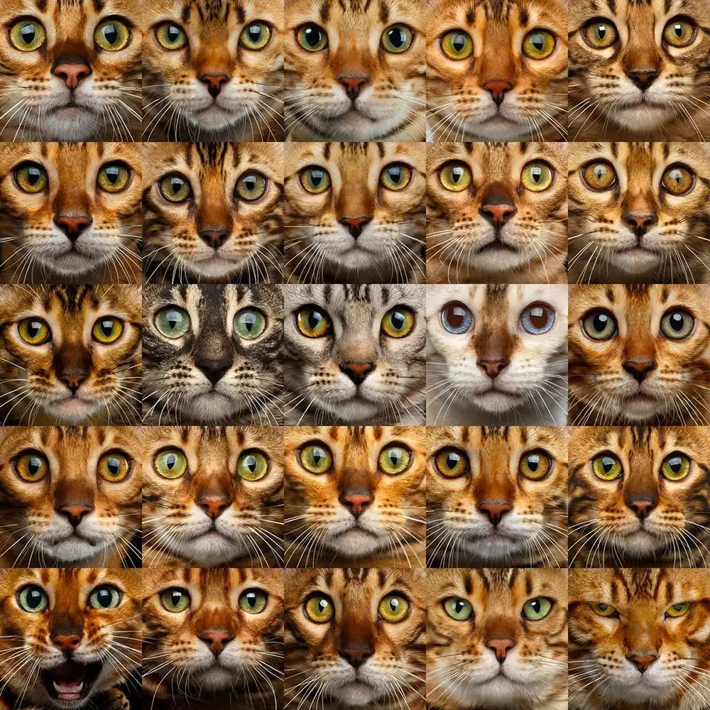 Gato Bengali Colores de ojos