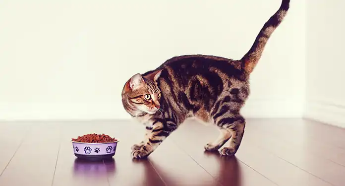 Gato Bengali Dieta