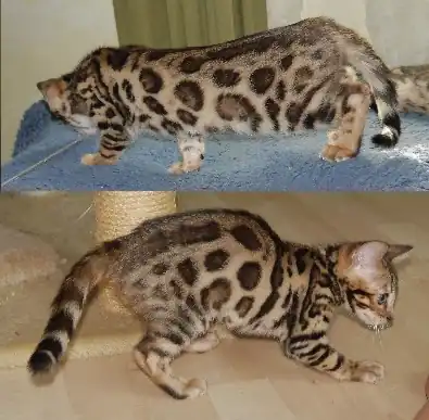 Gato Bengali Donut