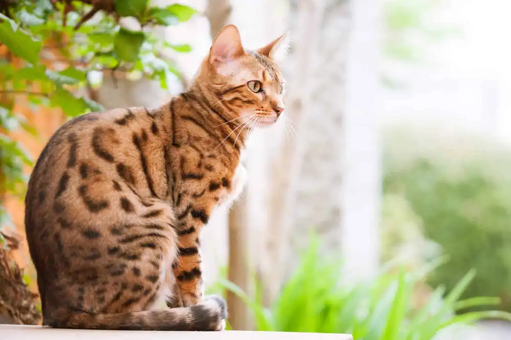 Gato Bengali Espesor y textura de la capa