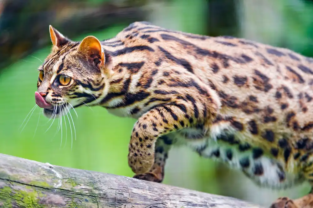 Gato Bengali Exigente