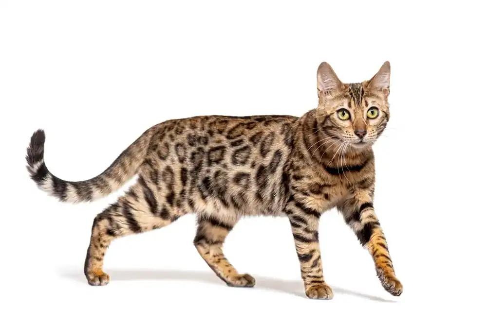 Gato Bengali Historia