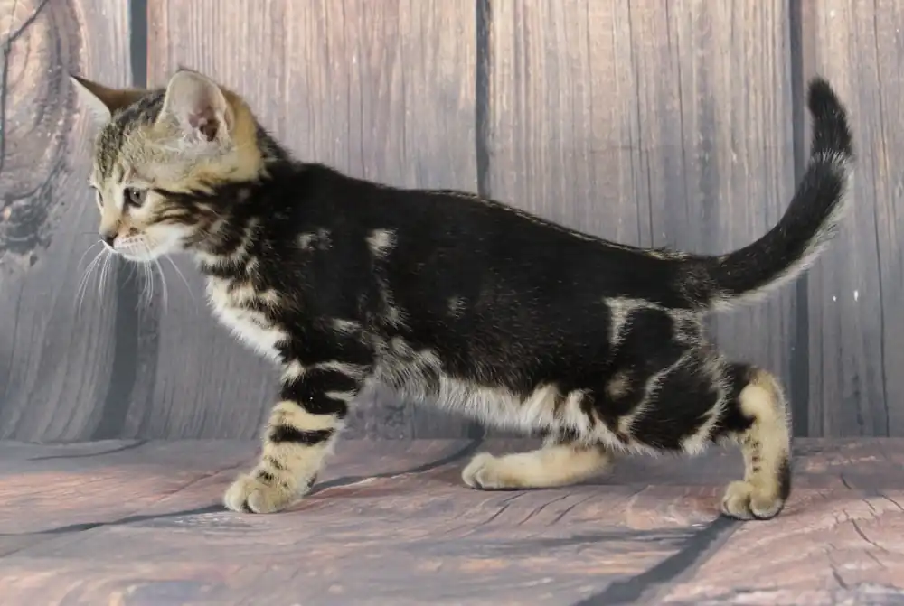 Gato Bengali Hoja de mármol