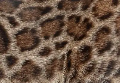 Gato Bengali Huella