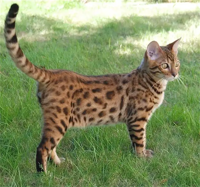 Gato Bengali Inteligencia