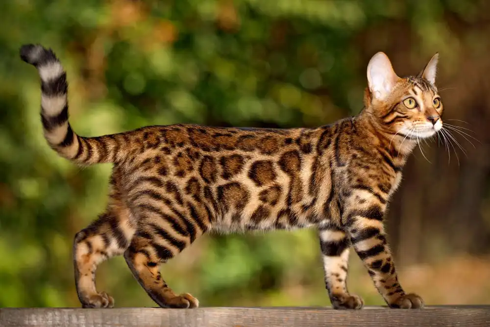Gato Bengali Marrón