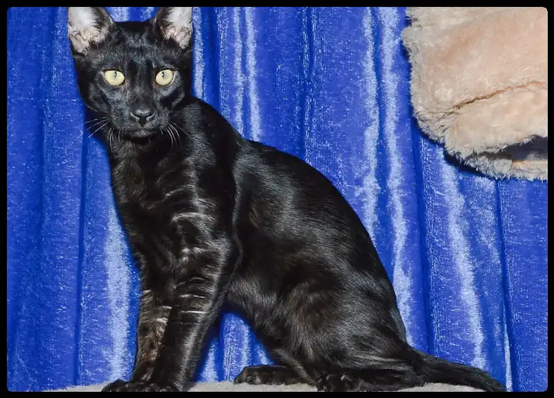 Gato-Bengali-Melanistico-Negro