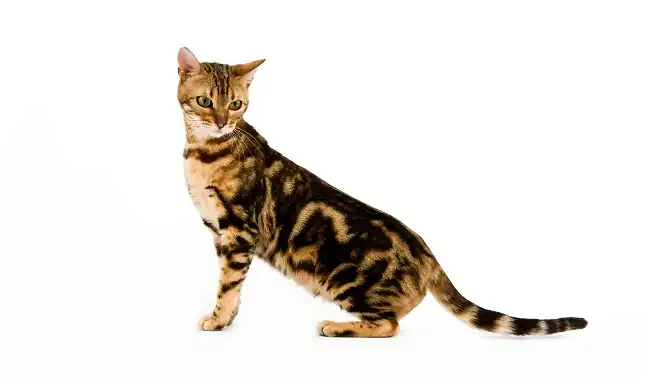 Gato Bengali Motivo jaspeado