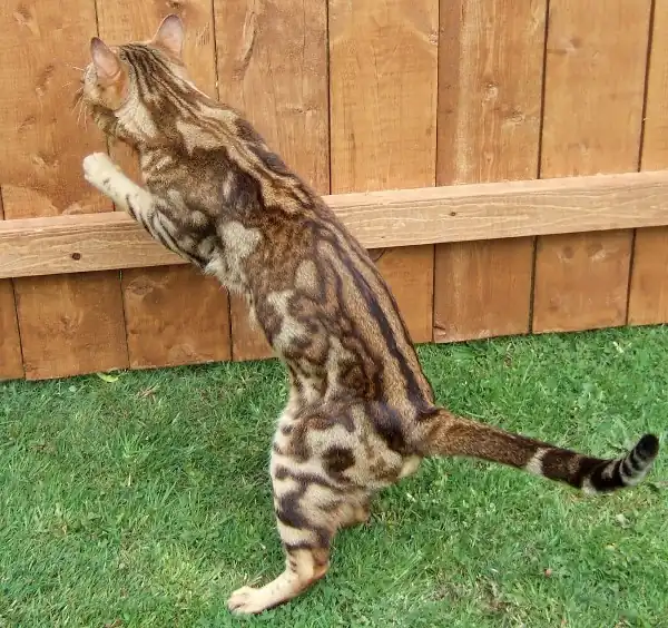 Gato Bengali Patrón del caos