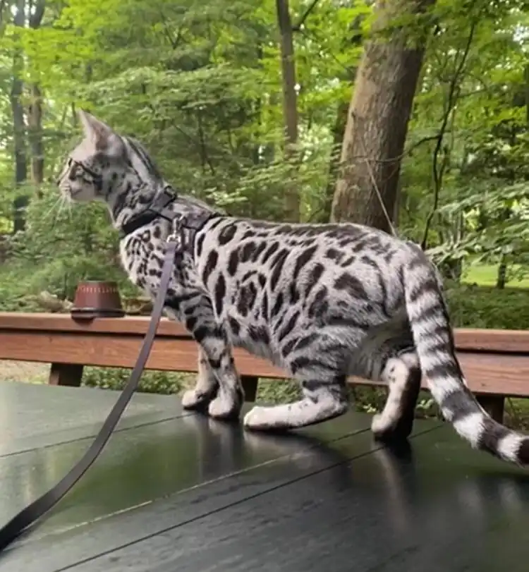 Gato-Bengali-Plata