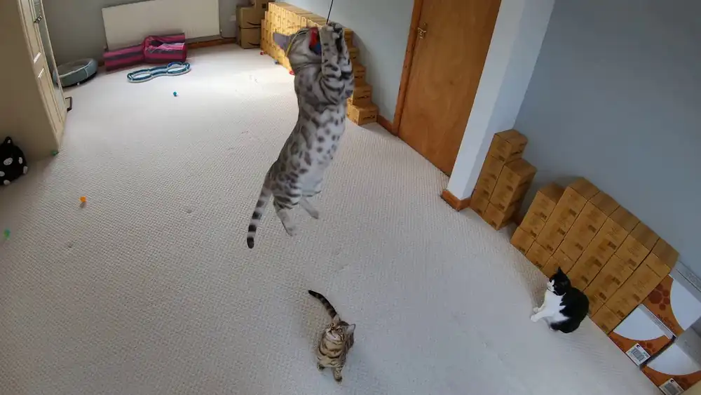 Gato Bengali Saltar varios pies