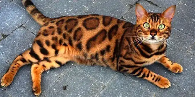 Gato Bengali Salud