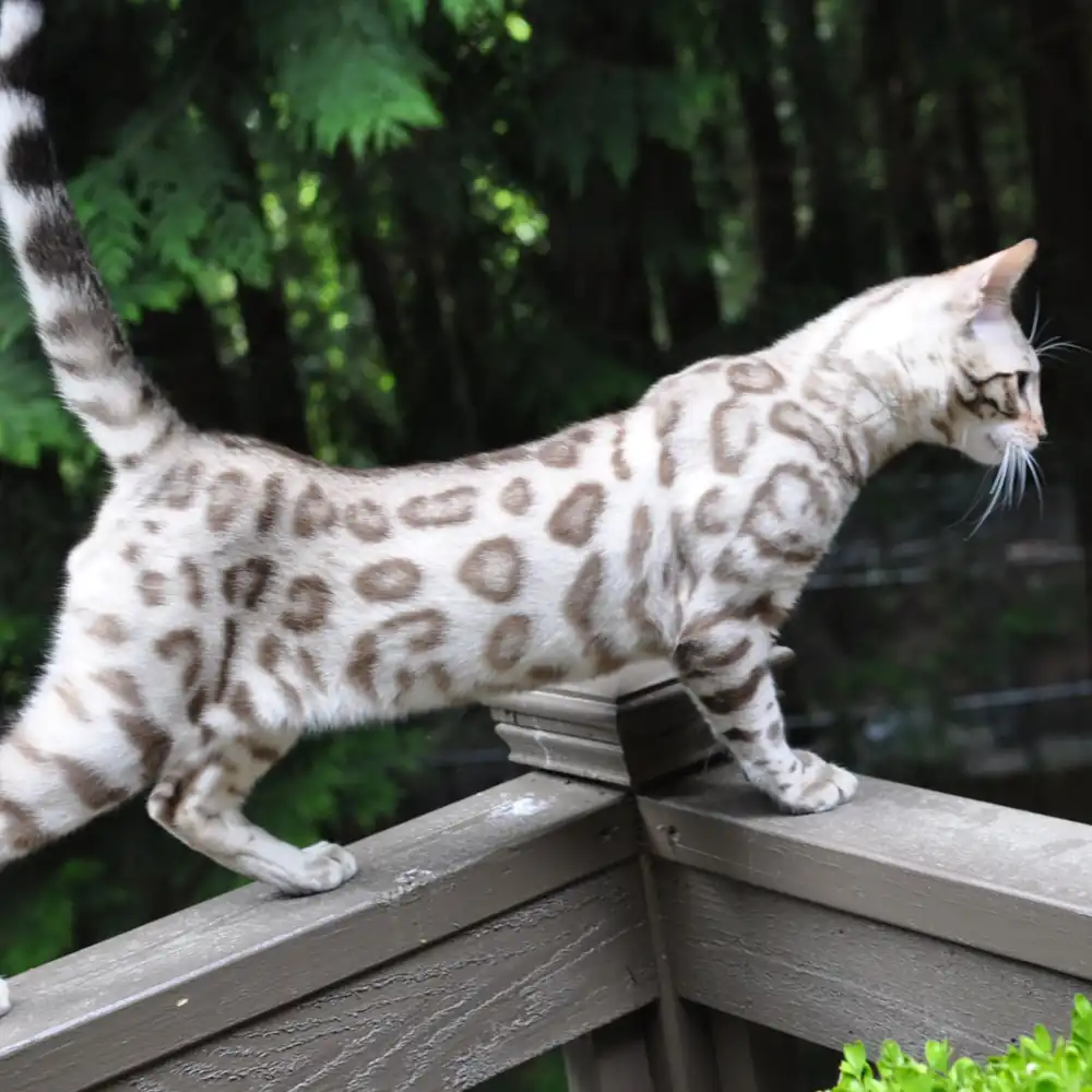 Gato Bengali Snow