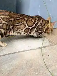 Gato Bengali Sparbled