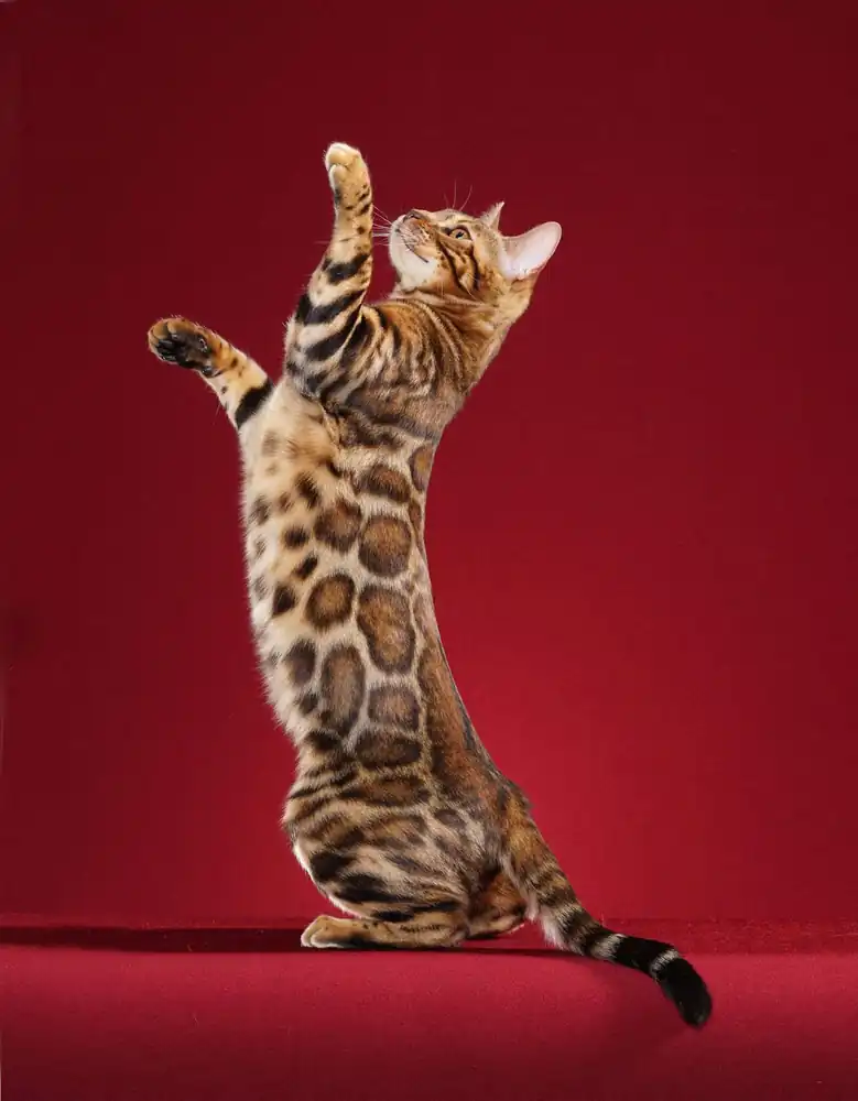 Gato Bengali Tamaño