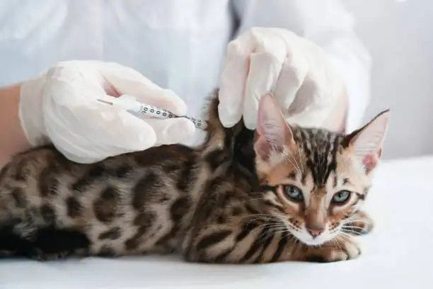 Gato Bengali Vacunas