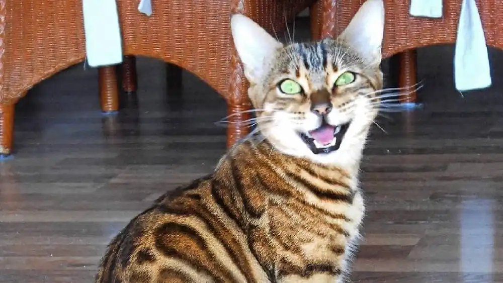 Gato Bengali Vocalizaciones de gorjeo y parloteo