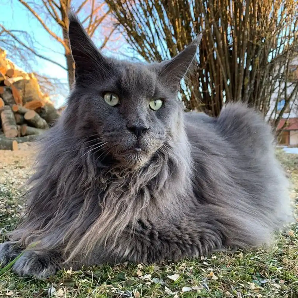 Gato Maine Coon Gris