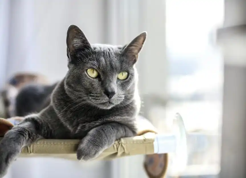 Gato azul ruso cualidades hipoalergénicas