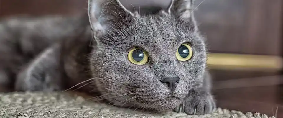 Gato azul ruso cuidados