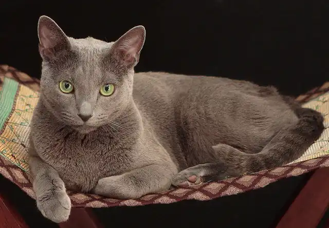 Gato azul ruso curiosidades