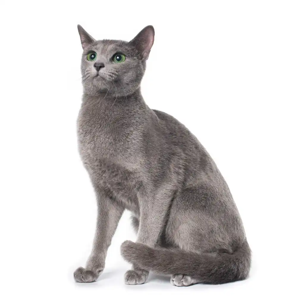 Gato azul ruso esperanza de vida
