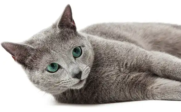 Gato azul ruso estimulación mental