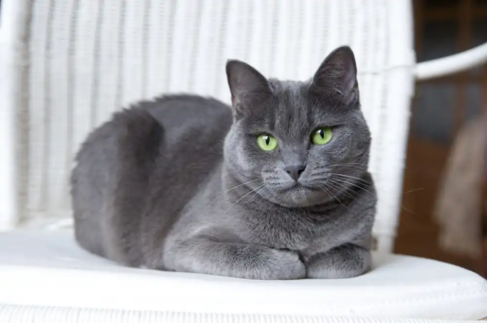 Gato azul ruso independientes