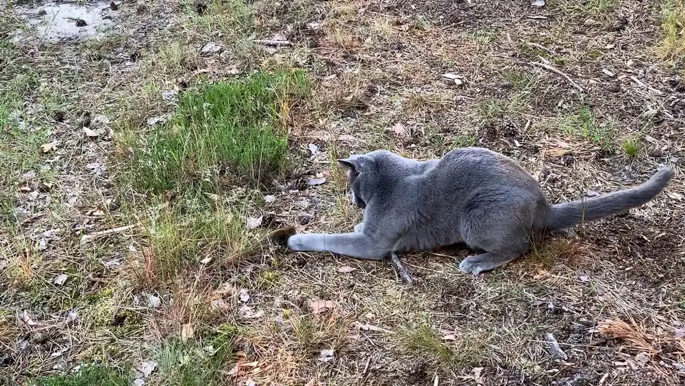 Gato azul ruso instinto presa