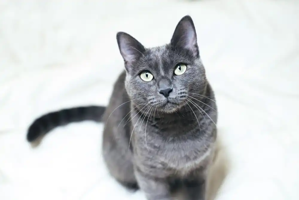 Gato azul ruso juguetón