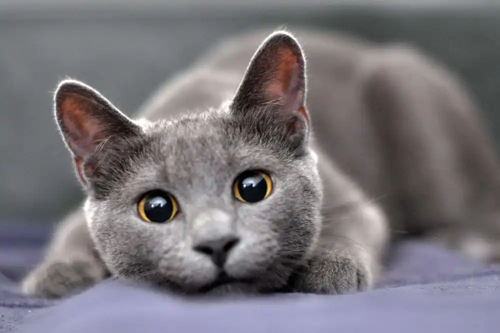 Gato azul ruso personalidad