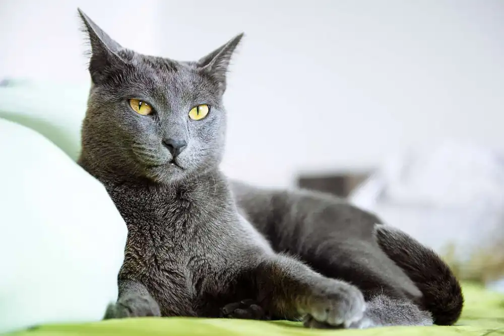 Gato azul ruso problemas de visión y renales