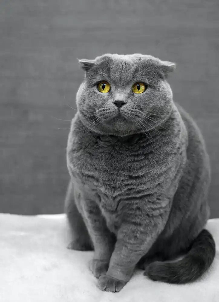 Gato azul ruso propensos a la obesidad