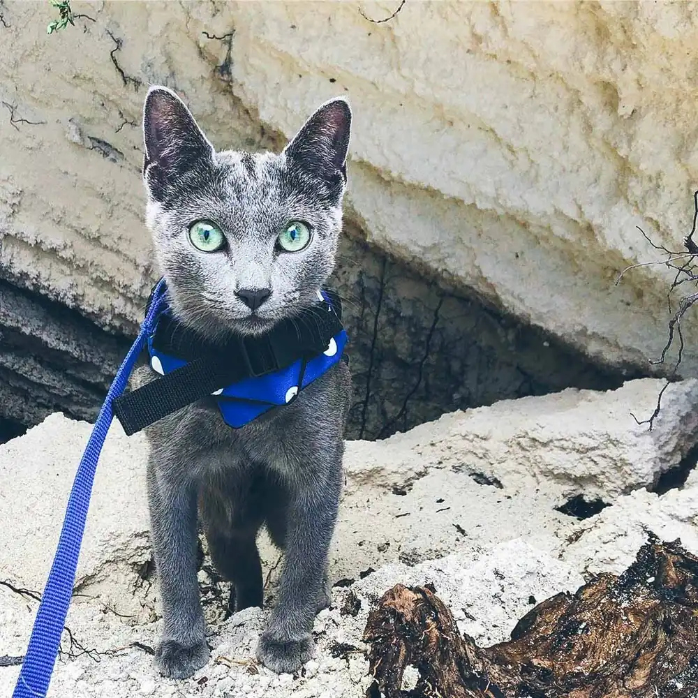 Gato azul ruso receptivo al adiestramiento