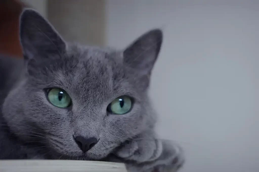 Gato azul ruso signos sano