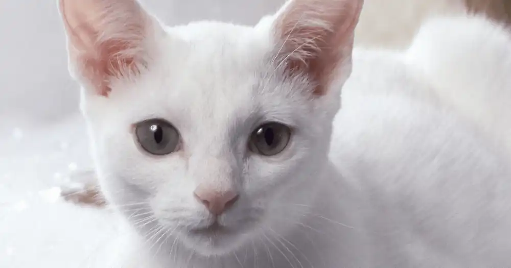 Gatos rusos blancos
