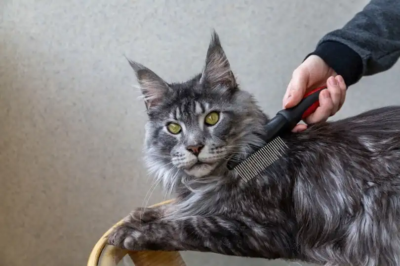 Guía de aseo para Maine Coon