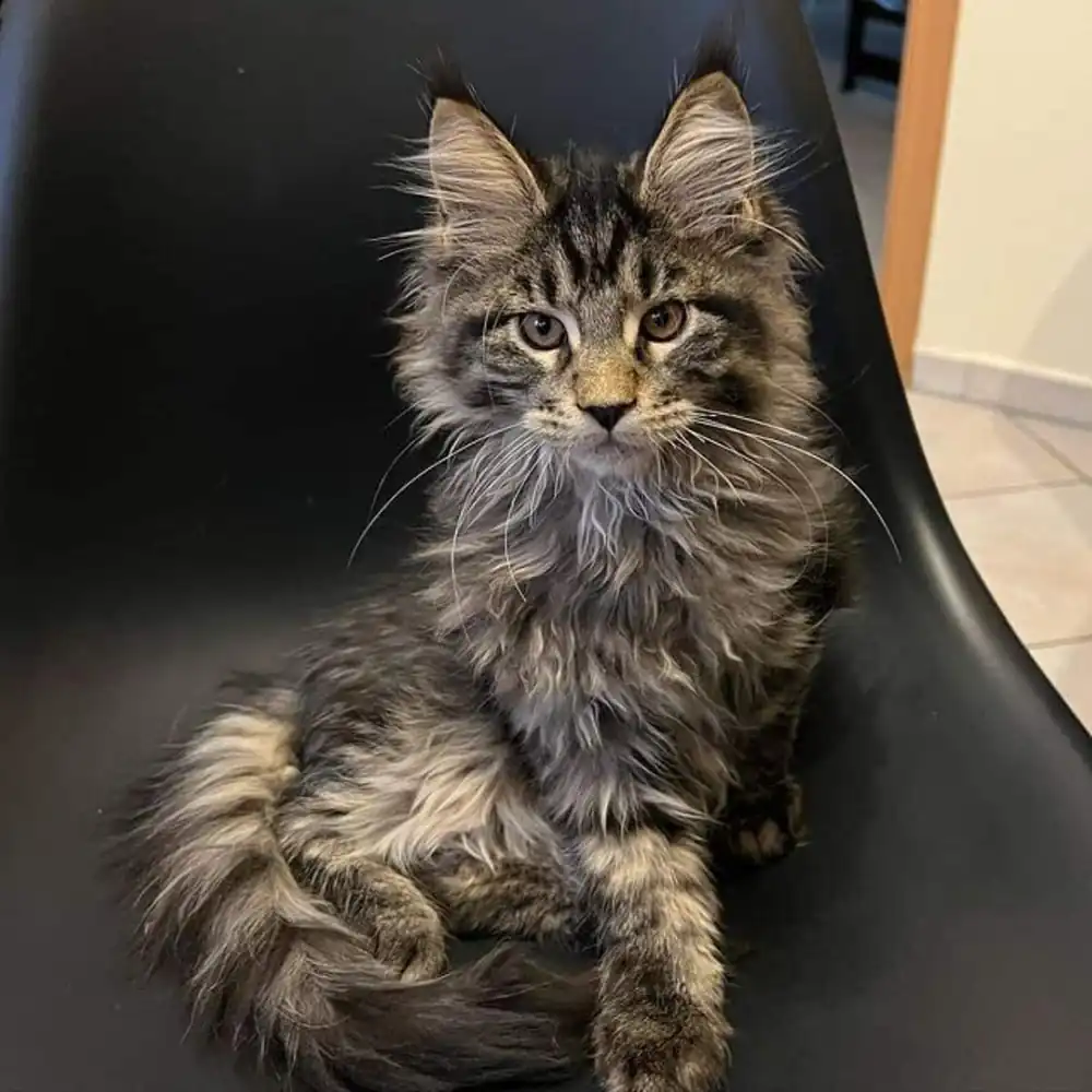 Maine Coon Atigrado