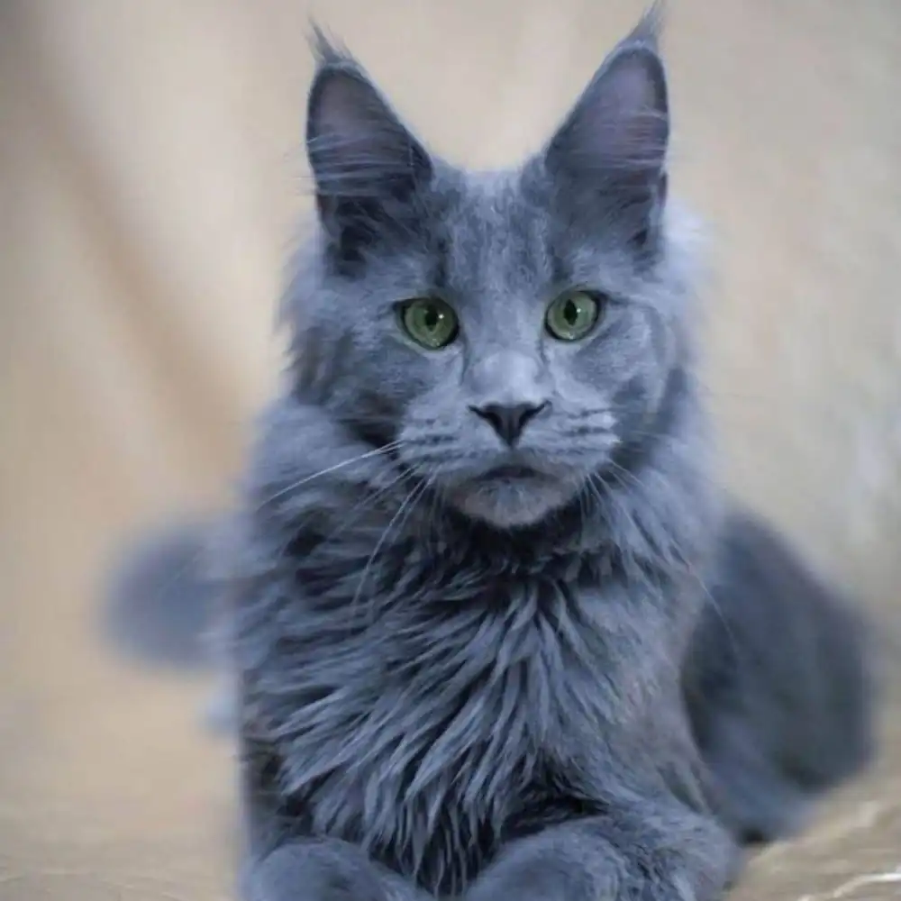 Maine Coon Azul