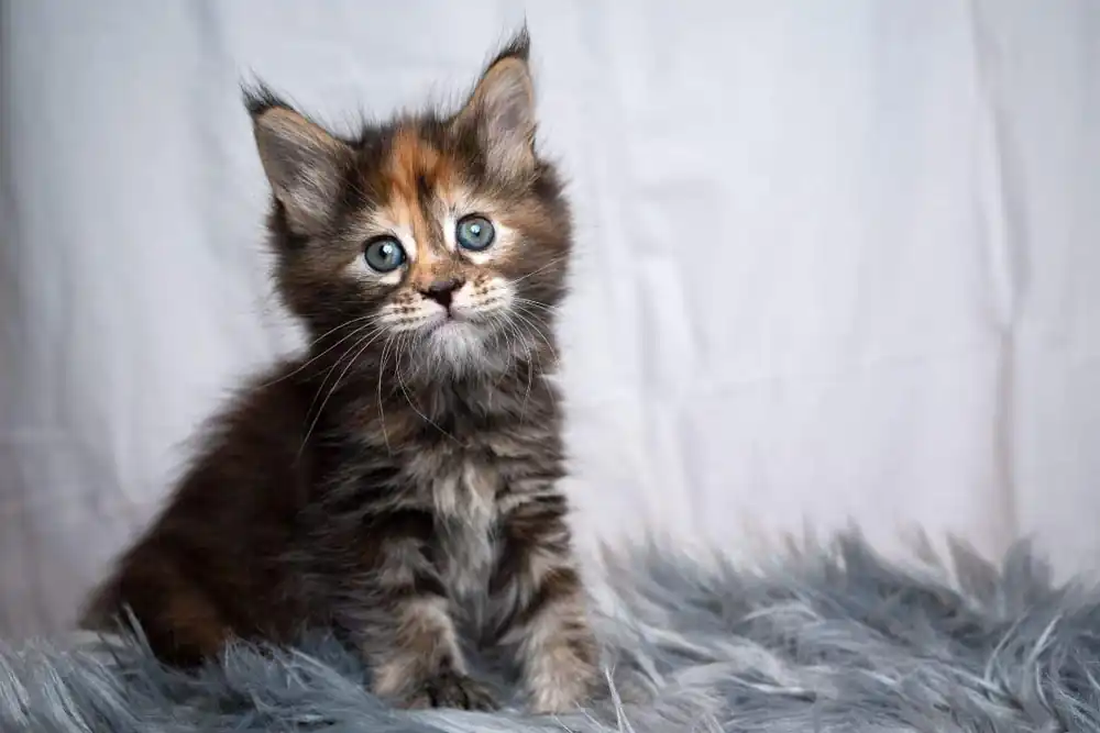 Maine Coon Bebe