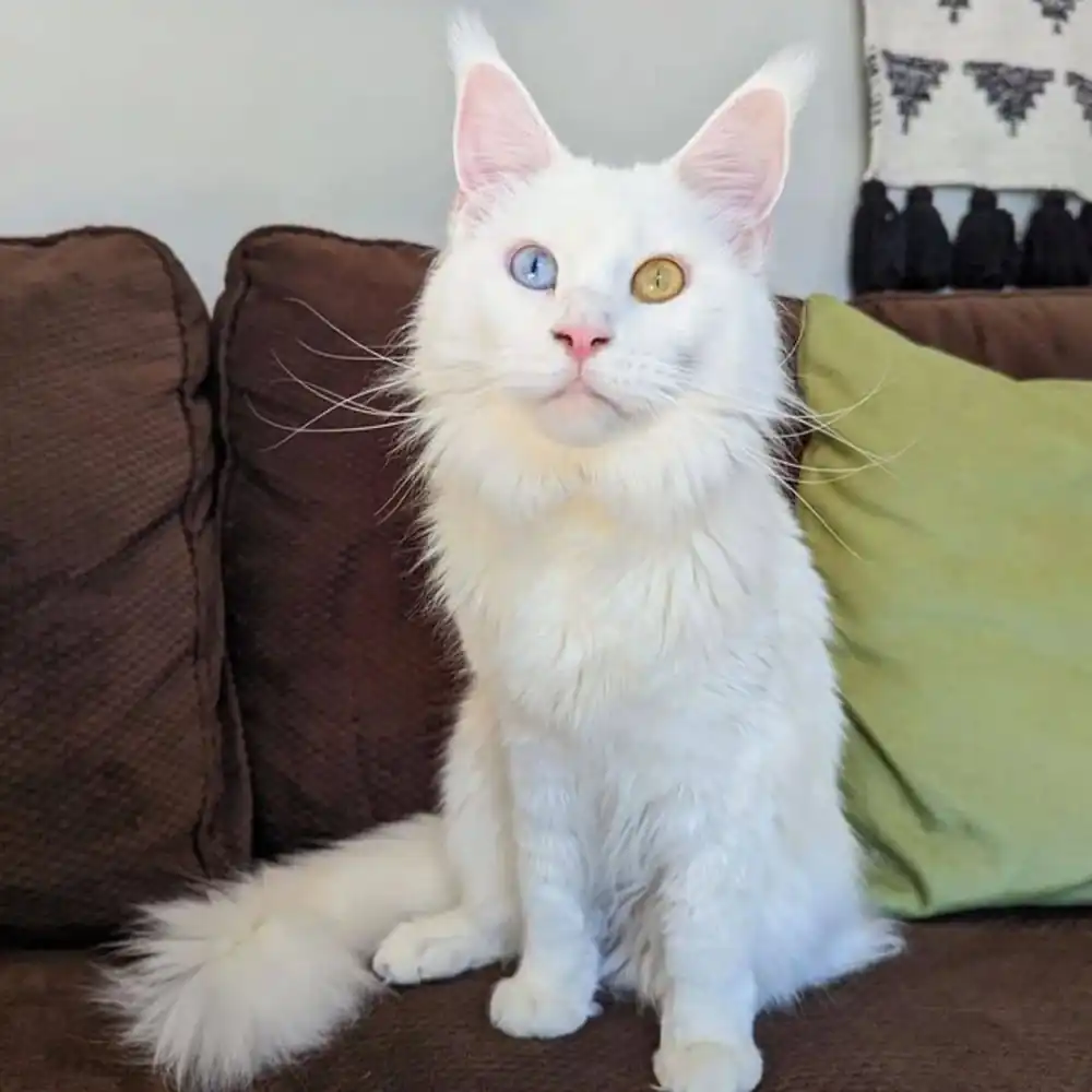 Maine Coon Blanco