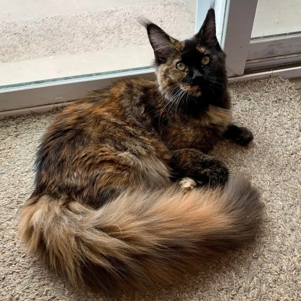 Maine Coon Carey