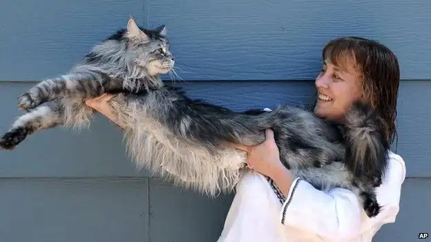 Maine Coon Mas Grande Del Mundo