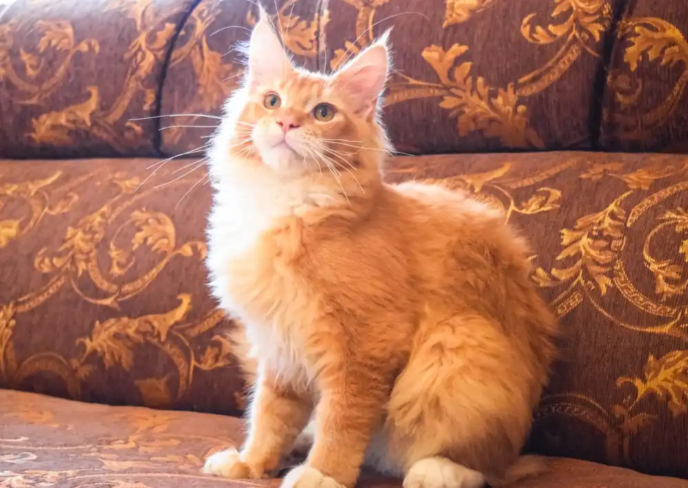 Maine Coon Naranja / Amarillo