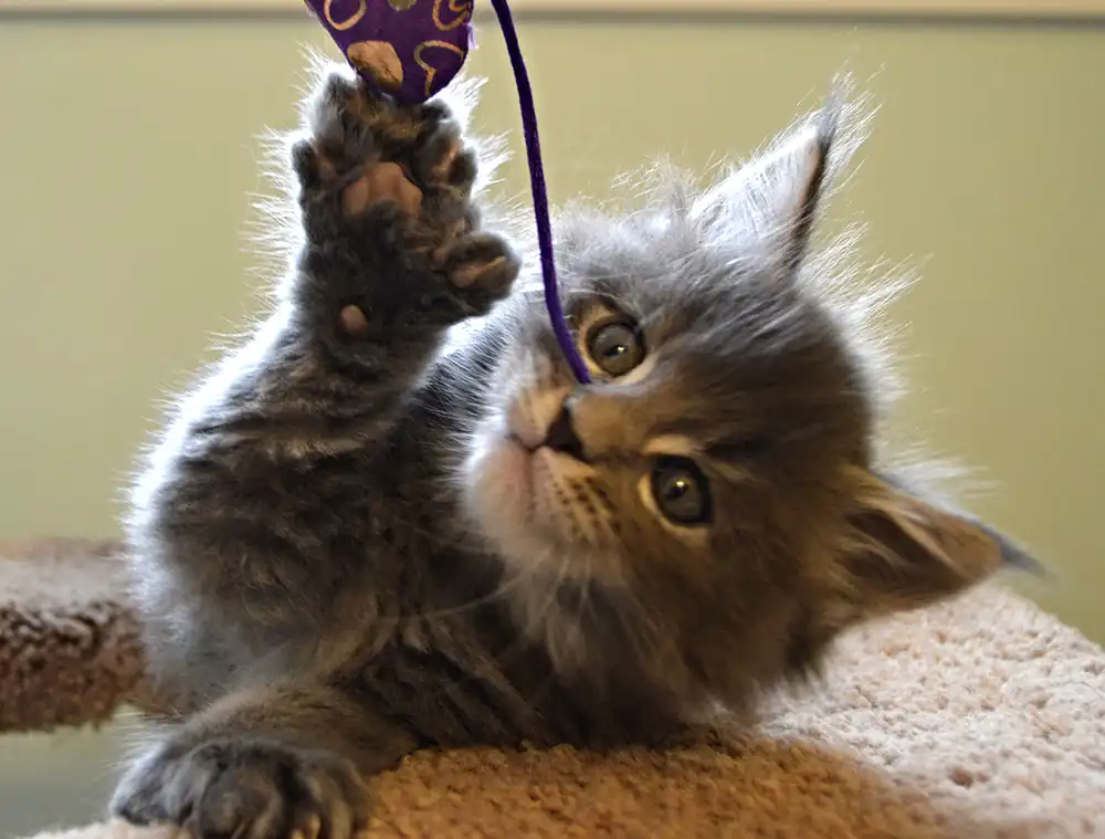 Maine Coon Polidactil