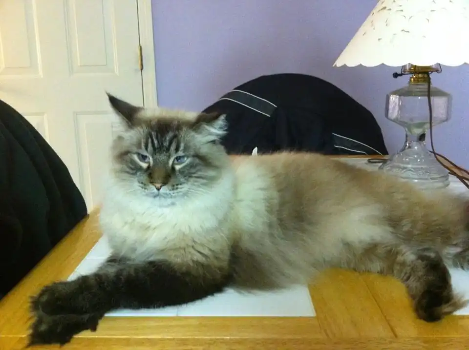 Maine Coon Siames