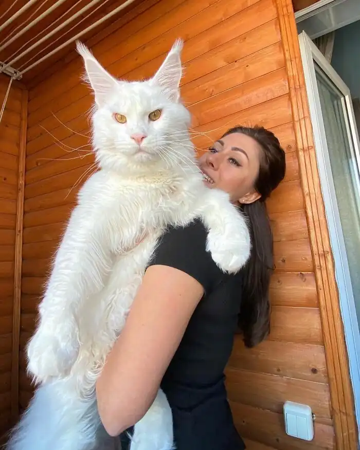 Maine Coon Tamaño