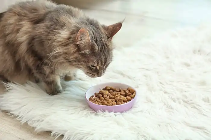 Qué dar de comer a un Maine Coon