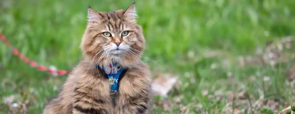 adiestramiento del gato siberiano
